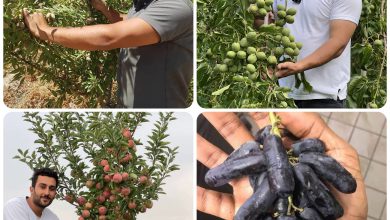 نهال میوه لیبلدار: تضمین برداشت پربار و آیندهای سبز