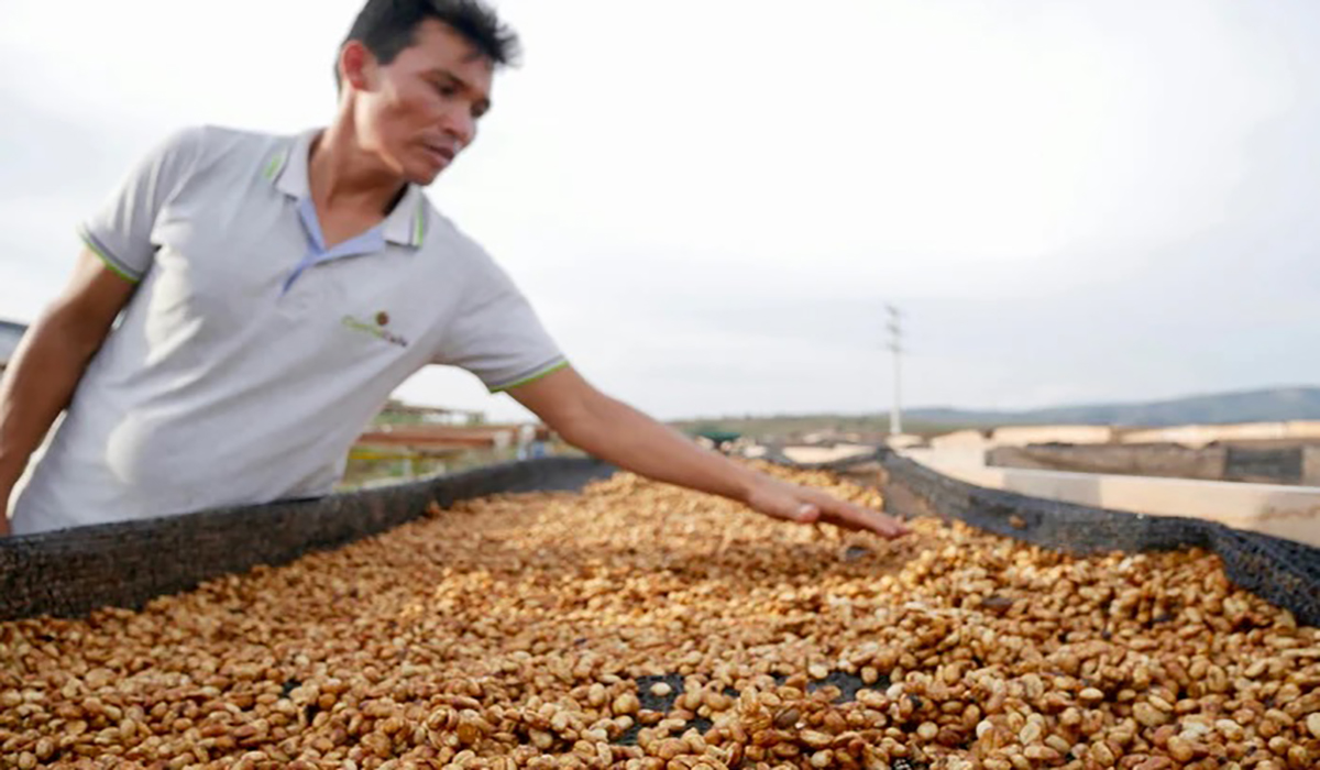 انواع فرآوری عسلی قهوه